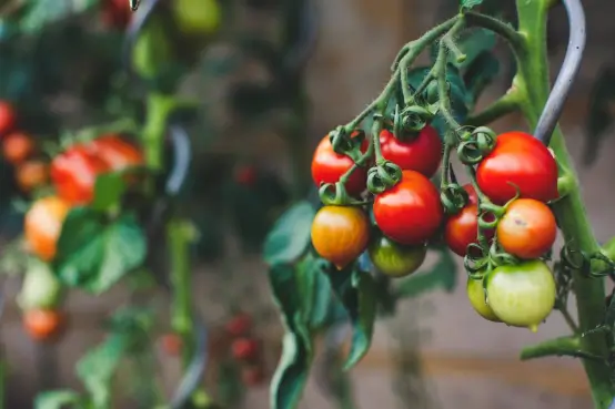 Cómo tener una huerta orgánica en casa