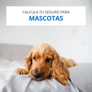 Seguro de mascotas Santalucía